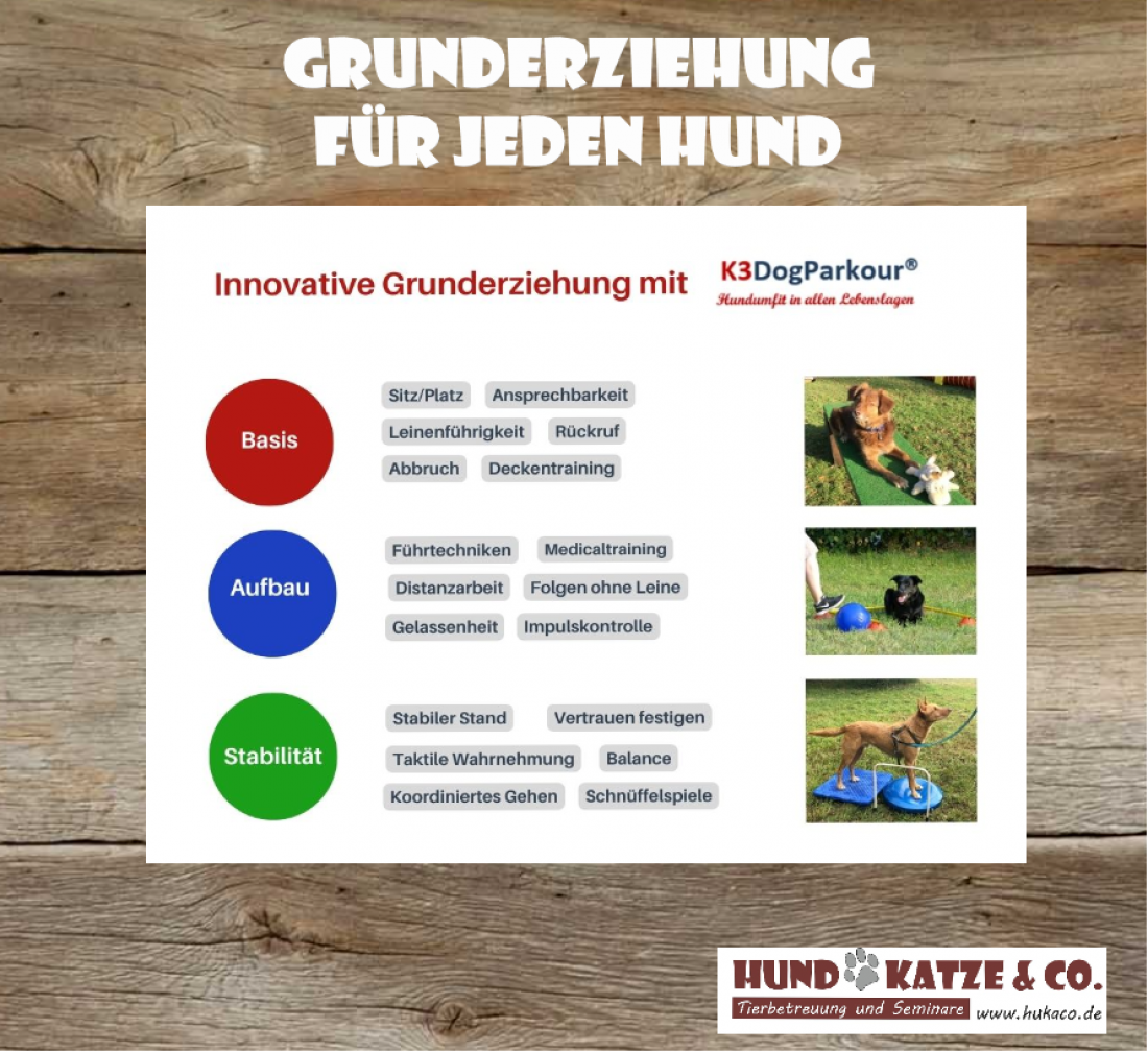 Innovative Grunderziehung mit K3 DogParkour