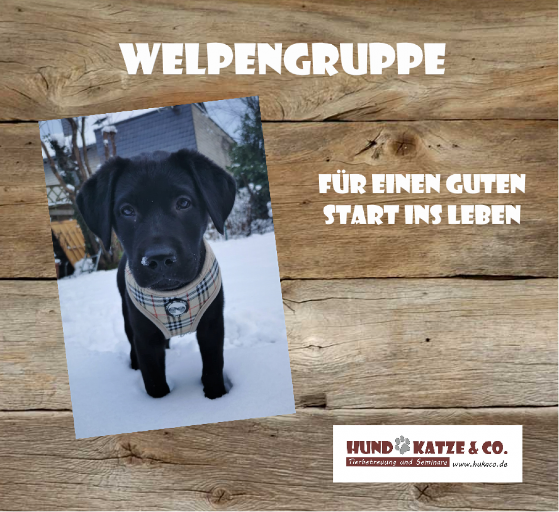 Welpengruppe